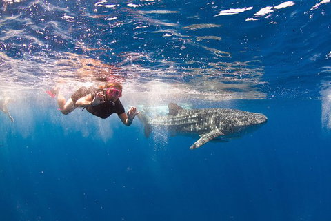 VIP Luxury Chartered Escapes, Exploring The Reef At Your Own Pace - Accommodation Nelson Bay 8