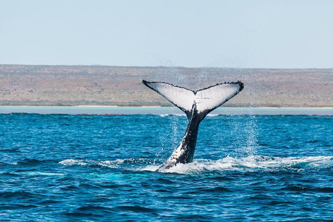 VIP Luxury Chartered Escapes, Exploring The Reef At Your Own Pace - Accommodation Nelson Bay 12