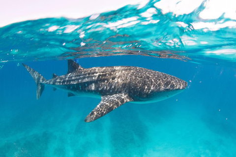 VIP Luxury Chartered Escapes, Exploring The Reef At Your Own Pace - Accommodation Nelson Bay 15