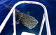 VIP Luxury Chartered Escapes, Exploring The Reef At Your Own Pace - thumb 11