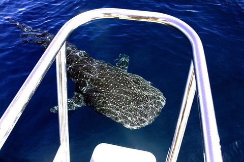 VIP Luxury Chartered Escapes, Exploring The Reef At Your Own Pace - Accommodation Nelson Bay 11