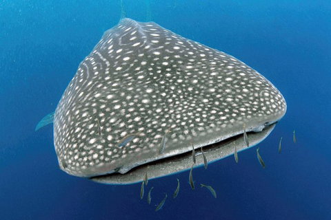 VIP Luxury Chartered Escapes, Exploring The Reef At Your Own Pace - Accommodation Nelson Bay 46
