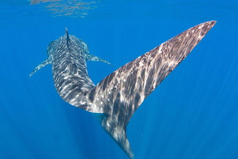 VIP Luxury Chartered Escapes, Exploring The Reef At Your Own Pace - Accommodation Nelson Bay 37