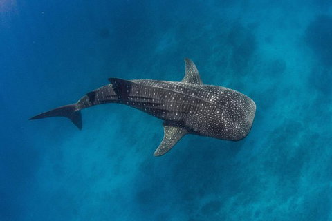 VIP Luxury Chartered Escapes, Exploring The Reef At Your Own Pace - Accommodation Nelson Bay 34