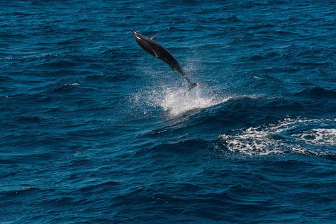 VIP Luxury Chartered Escapes, Exploring The Reef At Your Own Pace - Accommodation Nelson Bay 42