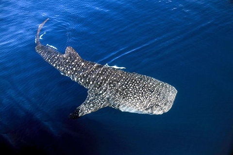 VIP Luxury Chartered Escapes, Exploring The Reef At Your Own Pace - Accommodation Nelson Bay 30