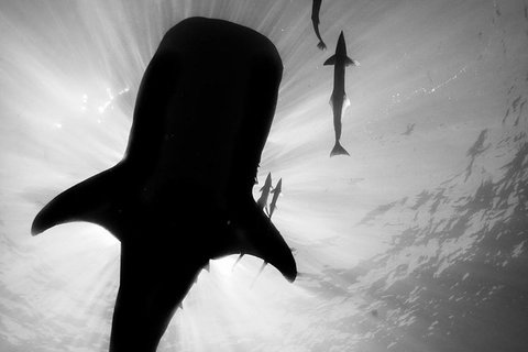 VIP Luxury Chartered Escapes, Exploring The Reef At Your Own Pace - Accommodation Nelson Bay 16