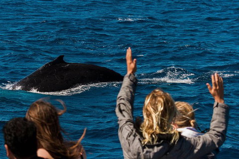 VIP Luxury Chartered Escapes, Exploring The Reef At Your Own Pace - Accommodation Nelson Bay 21