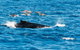 VIP Luxury Chartered Escapes, Exploring The Reef At Your Own Pace - thumb 19