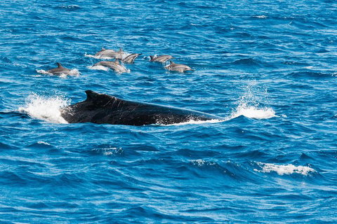 VIP Luxury Chartered Escapes, Exploring The Reef At Your Own Pace - Accommodation Nelson Bay 19