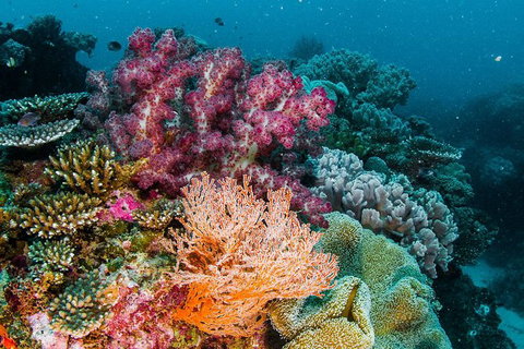 VIP Luxury Chartered Escapes, Exploring The Reef At Your Own Pace - Accommodation Nelson Bay 33