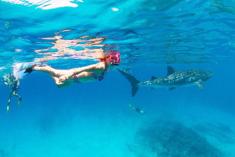 VIP Luxury Chartered Escapes, Exploring The Reef At Your Own Pace - Accommodation Nelson Bay 35