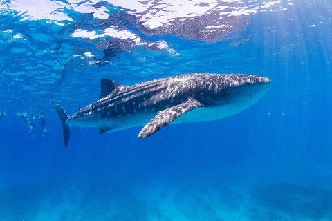 VIP Luxury Chartered Escapes, Exploring The Reef At Your Own Pace - Accommodation Nelson Bay 9