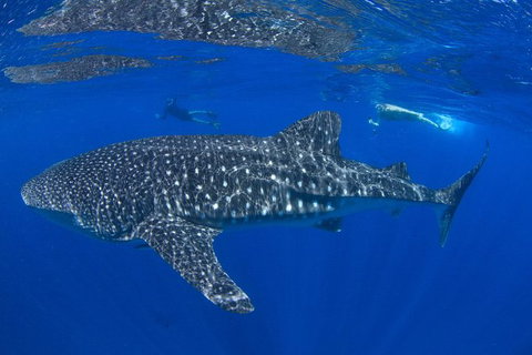 VIP Luxury Chartered Escapes, Exploring The Reef At Your Own Pace - Accommodation Nelson Bay 31