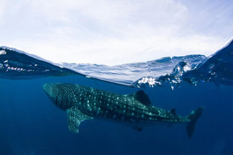 VIP Luxury Chartered Escapes, Exploring The Reef At Your Own Pace - Accommodation Nelson Bay 51