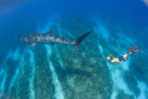 VIP Luxury Chartered Escapes, Exploring The Reef At Your Own Pace - Accommodation Nelson Bay 47