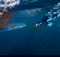 Deluxe WhaleShark Swim Tour on the Ningaloo Reef from Exmouth - Accommodation Nelson Bay