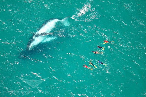 Humpback Whale Swim Tour - Accommodation Nelson Bay 1