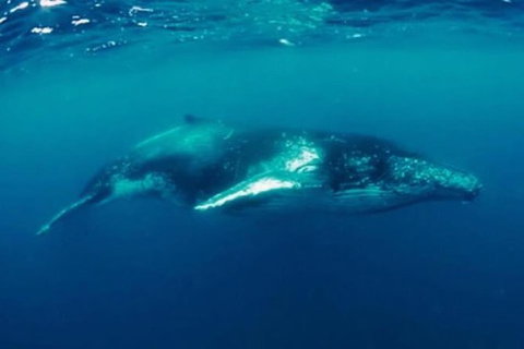 Humpback Whale Swim Tour - Accommodation Nelson Bay 0