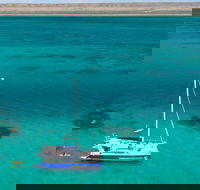 Whale Shark Swim by Catamaran in Shoulder Season - Accommodation Nelson Bay