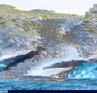 Jet Boat Whale Watching Safari from Dunsborough - Accommodation Nelson Bay