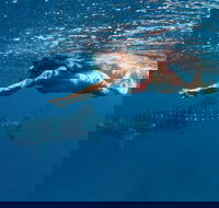 Swim with Whale Sharks - Ningaloo Reef - 3 Islands Whale Shark Dive - Accommodation Nelson Bay