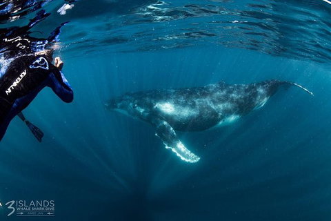 Swim With Humpback Whales - Ningaloo Reef - 3 Islands Whale Shark Dive - Accommodation Nelson Bay 1