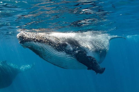 Swim With Humpback Whales - Ningaloo Reef - 3 Islands Whale Shark Dive - Accommodation Nelson Bay 0