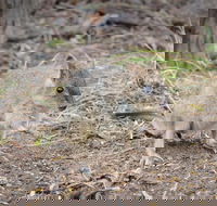 Nocturnal Wildlife Tour from Busselton or Dunsborough - Accommodation Nelson Bay