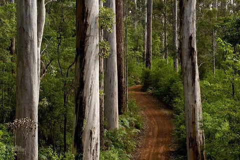 Albany Southwest Wilderness Day Tour - Fly From Perth - Accommodation Nelson Bay 6