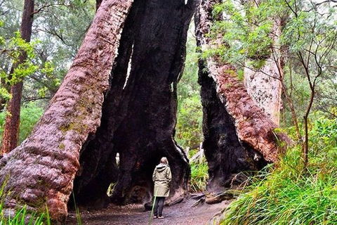 Albany Southwest Wilderness Day Tour - Fly From Perth - Accommodation Nelson Bay 7