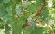 Margaret River Small-Group Full-Day Wine & Food Tour - thumb 20