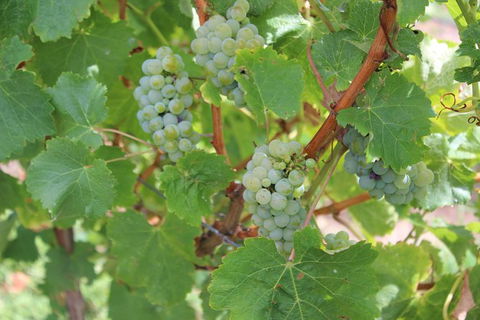 Margaret River Small-Group Full-Day Wine & Food Tour - Accommodation Nelson Bay 20