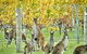 Margaret River Indulge And Discover Day Tour - thumb 11