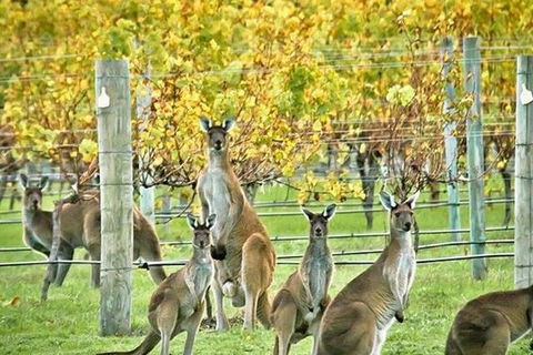 Margaret River Indulge And Discover Day Tour - Accommodation Nelson Bay 11