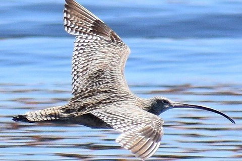 Mandurah Dolphin Island Adventure - Accommodation Nelson Bay 7