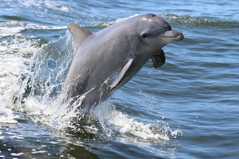 Mandurah Dolphin Island Adventure - Accommodation Nelson Bay 11