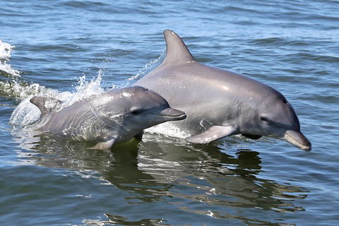 Mandurah Dolphin Island Adventure - Accommodation Nelson Bay 6