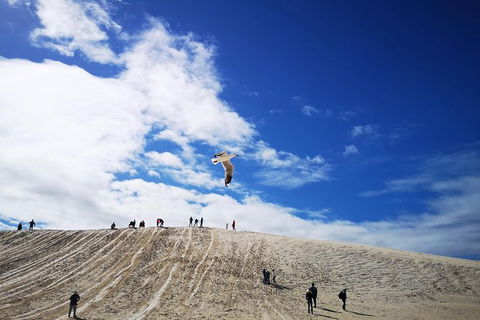 Private Tour To Pinnacles, Yanchep, Lobster Shack And Lancelin - Accommodation Nelson Bay 1