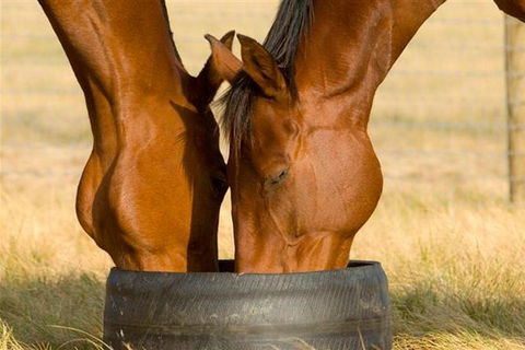 Champion Racehorse Tour With Beer And Wine Tasting - Accommodation Nelson Bay 0