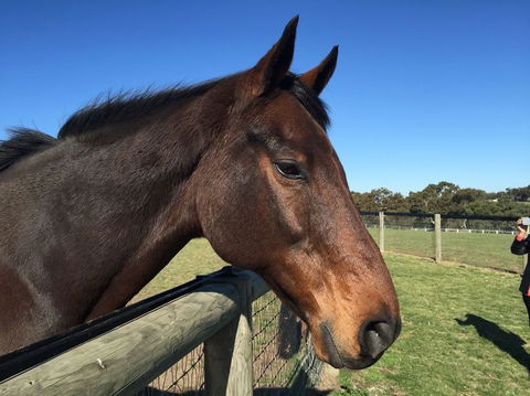 Champion Racehorse Tour With Beer And Wine Tasting - Accommodation Nelson Bay 5