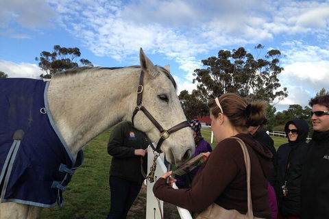 Champion Racehorse Tour With Beer And Wine Tasting - Accommodation Nelson Bay 9