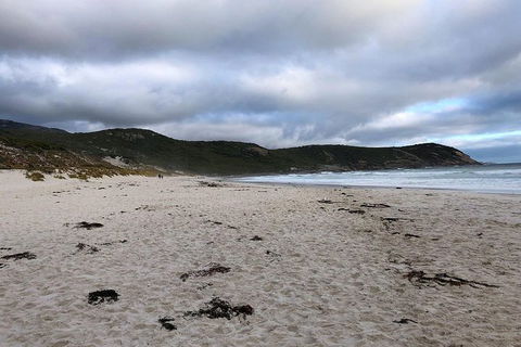 Wilsons Promontory Walking And Sightseeing Tour From Phillip Island - Accommodation Nelson Bay 11