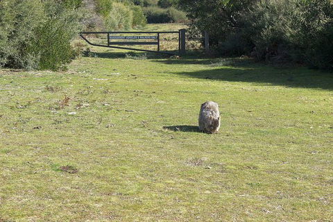 Wilsons Promontory Walking And Sightseeing Tour From Phillip Island - Accommodation Nelson Bay 9