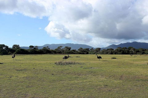 Wilsons Promontory Walking And Sightseeing Tour From Phillip Island - Accommodation Nelson Bay 8