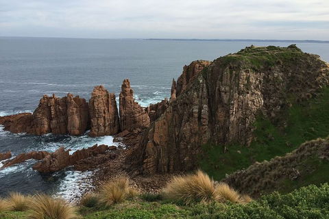 Phillip Island Walking & Bird Watching Tour - Accommodation Nelson Bay 8