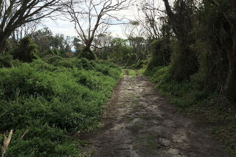 Phillip Island Walking & Bird Watching Tour - Accommodation Nelson Bay 10