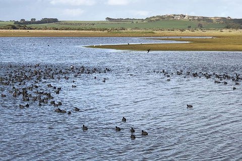 Phillip Island Walking & Bird Watching Tour - Accommodation Nelson Bay 6