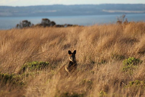Private Great Ocean Road - The Ultimate Aussie Adventure - Accommodation Nelson Bay 1