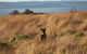 Private Great Ocean Road - The Ultimate Aussie Adventure - thumb 3